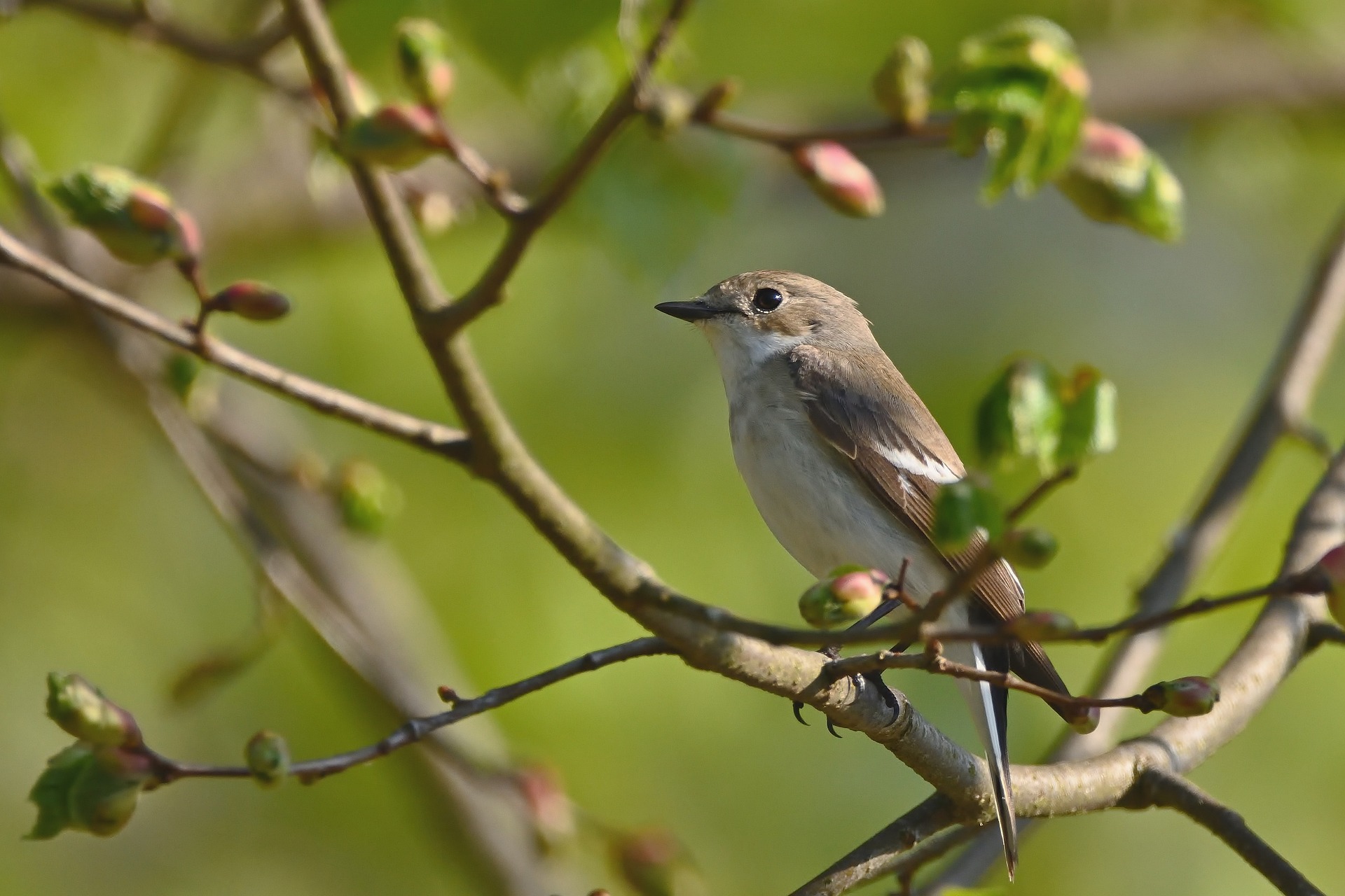 Chasing Wings at Dawn – Birdwatching Along Lake Kivu with a Kivu Bird Expert